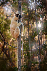Wildlife Madagascar, Verreauxs Sifaka, Propithecus verreauxi, monkey head detail in Kirindy Forest, Madagascar. Lemur in the nature habitat. Sifaka on the tree, snny day. Lemur portrait in the forest.