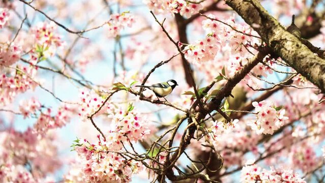 満開の桜の中で動き回るシジュウカラ