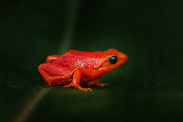 Red orange frog from Madagascar. Golden mantella, Mantella aurantiaca, orange red frog from...