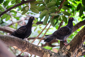 two birds standing on tree