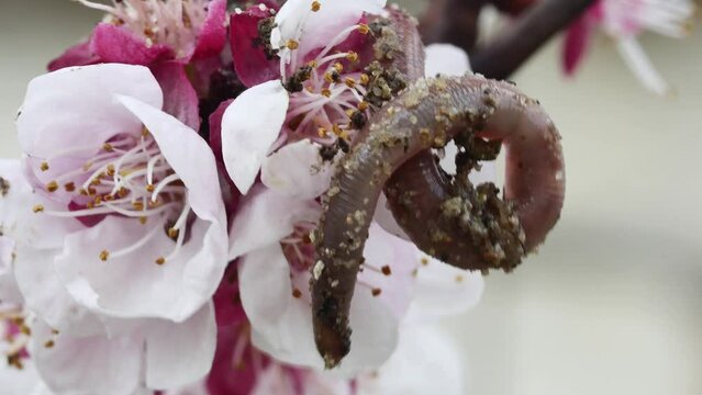 red earthworm wriggles and climbs a blossoming apricot flower, close-up