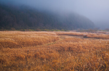 霧漂う高原風景