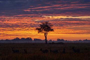 Antelole sunset with solitaire tree in the savannah, Okavango delta in Botswana, Africa wildlife. Impala in nature, wildlife Botswana.