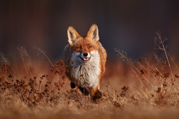 Wildlife - fox run on orange autumn gress meadow. Cute red Fox, Vulpes vulpes in fall forest. Beautiful animal in nature habitat. Wildlife scene from the wild Poland, Europe. Cute animal in habitat