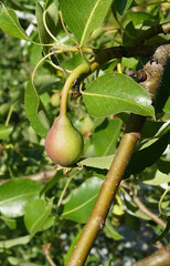 Unripe pear fruit