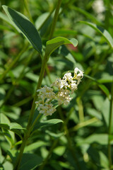 Flowers and buds of Ligustrum vulgare