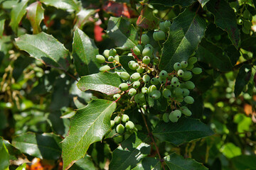 Mahonia aquifolium buds in early spring