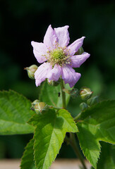 Flower and buds of Rubus caesius