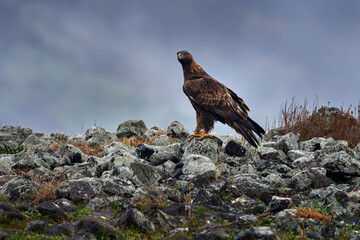 Golden eagle,walking between the stone, Rhodopes mountain, Bulgaria. Eagle, evening light, brown bird of prey with big wingspan. Cow carcass on the rock with eagle, sunset.