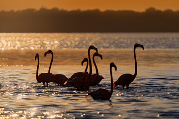 Flamingo sunset, Mexico wildlife. Flock of bird in the river sea water, with dark blue sky with clouds. American flamingo, Phoenicopterus ruber, red birds in nature mangrove habitat, Ría Celestún.