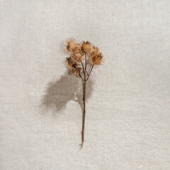 Aesthetic minimalist summer floral card, dried meadow wild flower on neutral beige linen background