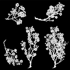 Fototapeta premium Free hand Sakura flower vector set, Beautiful line art Peach blossom isolate on white background.Branch of cherry blossom for printing on wallpapers and sticker.Japanese flower.Golden line art.