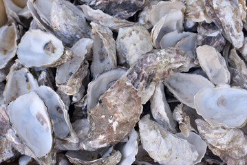 Empty shells from oysters. Sea