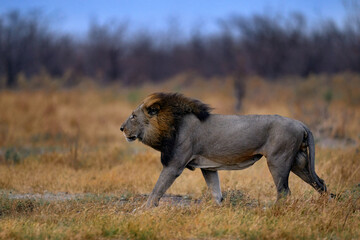 Lion mane. Portrait of African lion, Panthera leo, detail of big animals, Etocha NP, Namibia, Africa. Cats in dry nature habitat, hot sunny day in desert. Wildlife scene from nature. African blue sky.