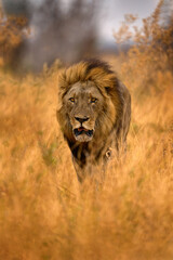 Lion mane. Portrait of African lion, Panthera leo, detail of big animals, Etocha NP, Namibia,...