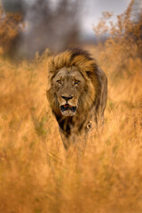 Lion mane. Portrait of African lion, Panthera leo, detail of big animals, Etocha NP, Namibia, Africa. Cats in dry nature habitat, hot sunny day in desert. Wildlife scene from nature. African blue sky.