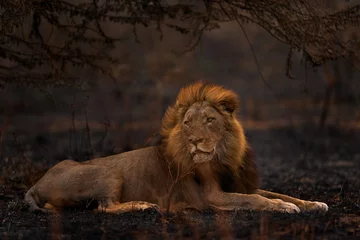 Foto op Aluminium Lion, fire burned destroyed savannah. Animal in fire burnt place, lion lying in the black ash and cinders, Savuti, Chobe NP in Botswana. Hot season in Africa. African lion, male. Botswana wildlife. © ondrejprosicky