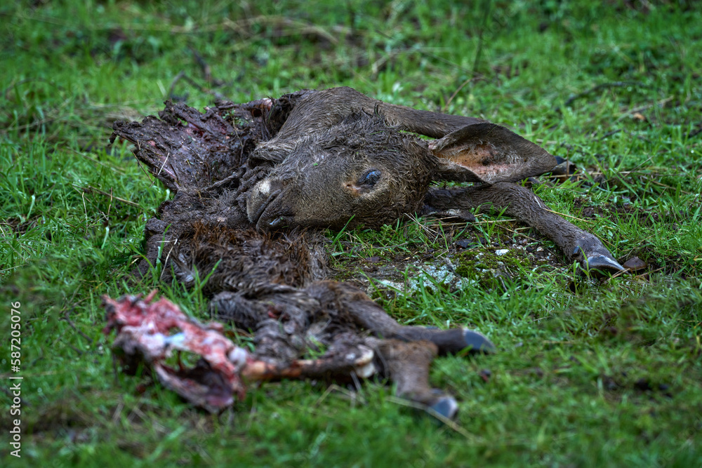 Wall mural deer doe lynx kill in the neture. skelenton with head in the green grass. mammal behaviour, nature w