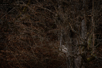 Ural owl, Strix uralensis in the nature forest habitat, Bieszczady Mountains, Poland in Europe.
