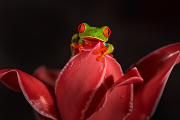 Wildlife tropic. Red-eyed Tree Frog, Agalychnis callidryas, animal with big red eyes, in the nature habitat. Beautiful amphibian in the night forest, exotic animal from central America on red flower.