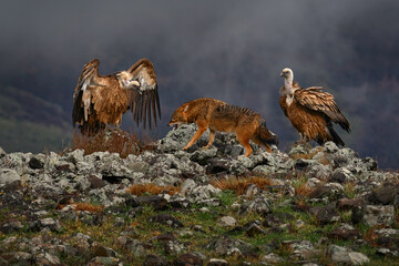 Fight jackal with Group of vultures. Griffon Vulture, Gyps fulvus, big birds of prey sitting on the rocky mountain, nature habitat, Madzarovo, Bulgaria, Eastern Rhodopes. Wildlife from Balkan.