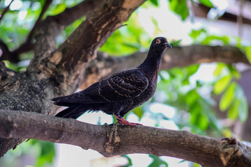 pigeon on a branch