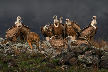 Fight jackal with Group of vultures. Griffon Vulture, Gyps fulvus, big birds of prey sitting on the rocky mountain, nature habitat, Madzarovo, Bulgaria, Eastern Rhodopes. Wildlife from Balkan.