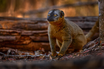 Lemur detail close-up portrait. Red-fronted brown Lemurs, Eulemur fulvus rufus, Kirindy Forest in Madagascar. Grey brown monkey on tree, in the forest habitat, Endemic i Madagascar. Wildlife nature.