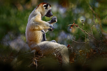White lemur sitting on the forest tree. Wildlife Madagascar, Verreauxs Sifaka, Propithecus verreauxi, monkey head detail in Kirindy Forest, Madagascar. Lemur in the nature habitat. Sifaka on the tree.