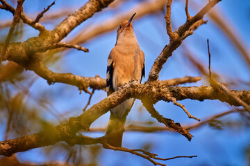 Madagascar hoopoe, Upupa marginata, endemic in the nature habitat. Hoopoe on the tree branch with...