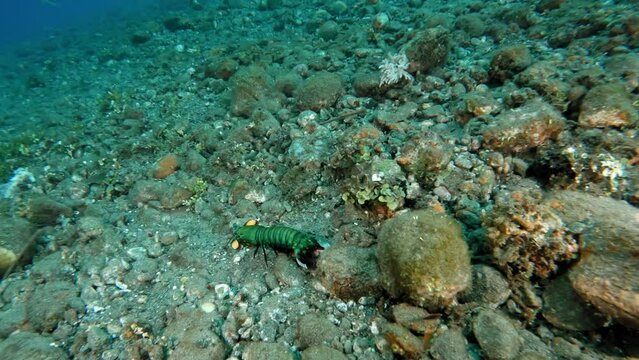 Vibrant green Peacock Mantis Shrimp running and hunting along a rocky seabed