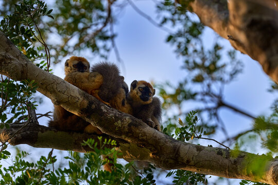 Lemur family. Red-fronted brown Lemurs, Eulemur fulvus rufus, Kirindy Forest in Madagascar. Grey brown monkey on tree, in the forest habitat, endemic i Madagascar. Wildlife nature. Blue sky.