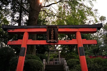 根津神社、東京、神社、日本、鳥居、秋、11月、2019、銀杏、紅葉、黄色、看板、案内、標識、赤い、門、初詣、参拝、神道、建物、参道、