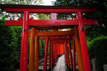 根津神社、東京、神社、日本、鳥居、秋、11月、2019、銀杏、紅葉、黄色、看板、案内、標識、赤い、門、初詣、参拝、神道、建物、参道、