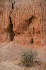 a textured sandstone rock with a plant in the foreground 