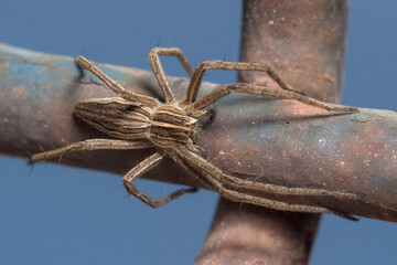 Nursery web spider, Pisaura mirabilis, posed on a rusted metal fence under the sun
