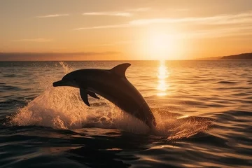 Rolgordijnen Beautiful bottlenose dolphins jumping out of sea at sunset © Daniel