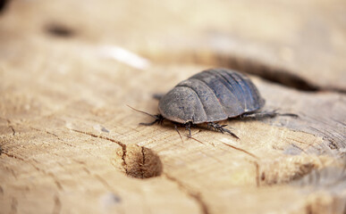 Turkmen cockroach - turtle. A striped cockroach that sits and crawls on the bark of a tree. Princisia vanwaerebeki, Princisia vanwaerebeki. Insects of the fauna of the animal world.
