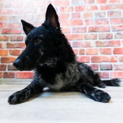 Black curly dog closeup portrait in studio, posing, smiling