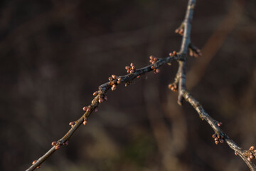 new spring buds on a tree branch in early spring Sunset dawn evening