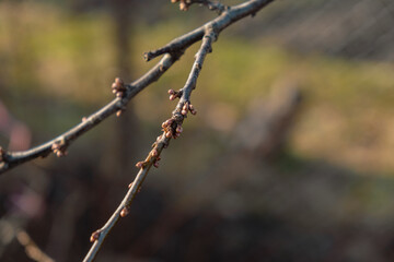 new spring buds on a tree branch in early spring Sunset dawn evening