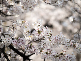 桜の花のトンネル