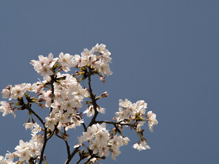 青空と桜の花