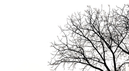 Silhouette of branches tree isolated on white background and have copy space.
