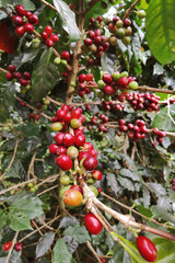 Coffee beans ripening on a tree                               