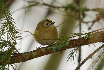 Goldcrest (Regulus regulus) in the forest looking for food in early spring.