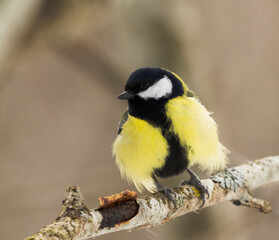 Obraz na płótnie Canvas Great tit (Parus major) perched in the forest in early spring.
