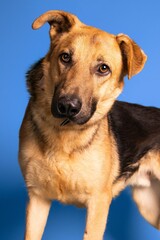 Portrait of an adorable brown and black dog on blue background - dog up for adoption