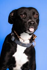An adorable black and white dog sticking out its tongue on blue background - dog up for adoption