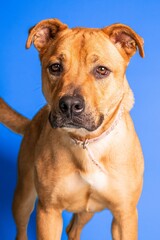 Portrait of an adorable brown dog with a collar on blue background - dog up for adoption